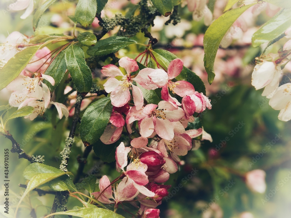 Sticker spring cherry blossom