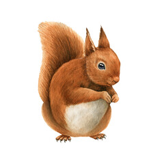 Red squirrel animal. Watercolor hand drawn illustration. Cute funny rodent with fluffy fur. Forest and park tree animal on white background. Funny wild sitting squirrel close up single element © anitapol