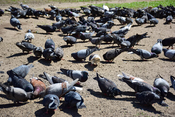 Obraz premium Many pigeons eat scattered food from the ground