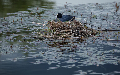 Coot, water fowl, bird, sitting a a nest in apond.