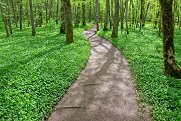 Choose path in the Meadows of Monks.