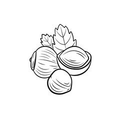Vector hazelnut illustration, nuts group with leaves isolated on white background, black lines, engraving style.
