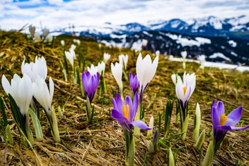 Foto auf Glas Krokusblüte im Naturpark NagelfluhkettePrächtige Krokusse blühen im Naturpark Nagelfluhkette im Allgäu, hier zu sehen in der Nähe des Falken-Gipfels bei Oberstaufen. © sibPictures