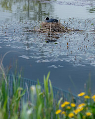 Coot, water fowl, bird, sitting a a nest in apond.