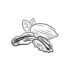 Vector pecan illustration, nuts group with leaves isolated on white background, black lines, engraving style.
