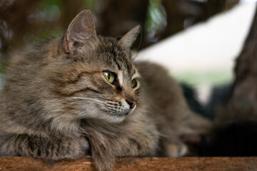 A street homeless cat of gray striped color with green eyes lies on a wooden surface in the park or in the backyard. The animal rests on the street looking to the right. Pet and copy space.