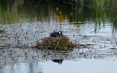 Coot, water bird, sitting on nest in pond.