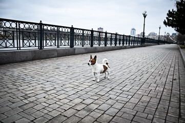 walking on the bridge