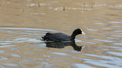 Woodland in spring with bluebell flowers on the ground.