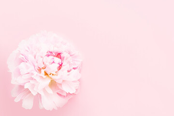 Pink peony flower on a pink background. Holiday concept. Top view, copy space