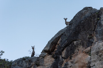 Male mountain goats (capra pyrenaica), on top of a large rock.
