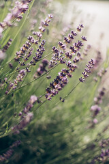 Beautiful blooming lavender in field on summer day