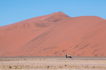 lone oryx in front of red dune in sossusvlei 
