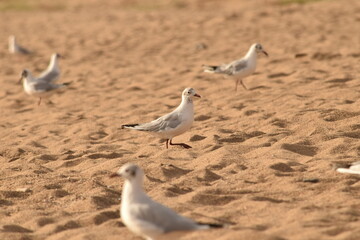 seagulls on the beach