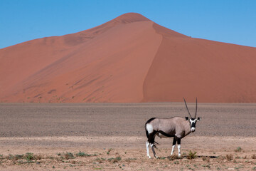 lone oryx in front of red dune in sossusvlei 