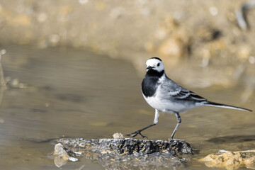 Wagtail on the beach
