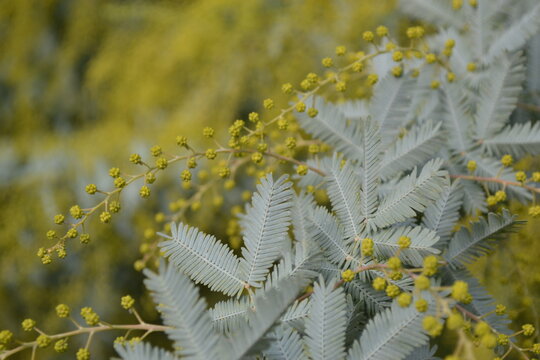 Yellow aromo branch of tree