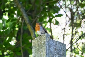 The European robin - Erithacus rubecula -  known simply as the robin or robin redbreast, is a small insectivorous passerine bird that belongs to the chat subfamily of the Old World flycatcher family.
