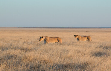 two lionesses standing in savannah in sunset light in etosha national parc 