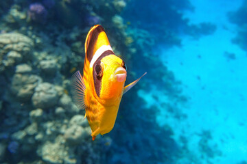 Coral fish -  Red sea Raccoon butterfly fish ( Chaetodon fasciatus ) © mirecca