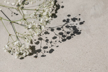 Grey concrete background texture with baby breath branch in the left corner. Warm tones.  