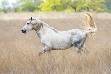 Beautiful white wild horse galloping in steppe.