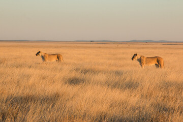 Naklejka na ściany i meble two lionesses standing in savannah in sunset light in etosha national parc 