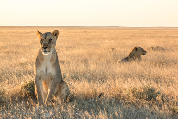 Plakat lioness in foreground sitting with young male lion in background laying in sunset light in etosha national parc 