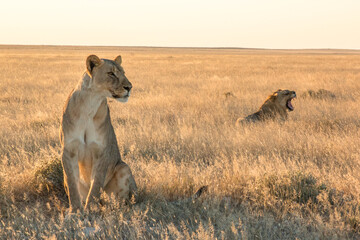 lioness in foreground sitting with young male lion in background laying in sunset light in etosha...