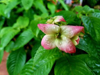 red rose with dew drops