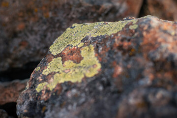 Lichens On Stones In The Foreground. The Background Is Out Of Focus. Landscaping. Wildlife In The Park.