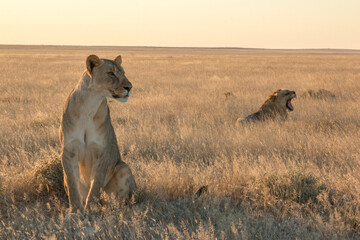 lioness in foreground sitting with young male lion in background laying in sunset light in etosha national parc  - obrazy, fototapety, plakaty