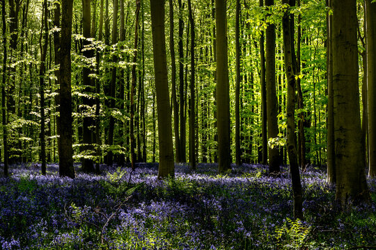 Bois de Hal