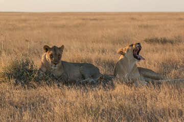 okondeka lion pride in savannah at sunset in etosha national parc