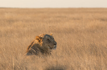 young male lion in savannah at sunset in etosha pan national parc