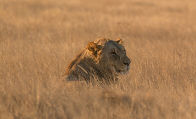 young male lion in savannah at sunset in etosha pan national parc