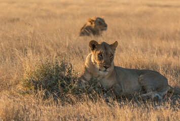okondeka lion pride in savannah at sunset in etosha national parc