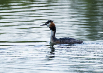 Woodland in spring with bluebell flowers on the ground.