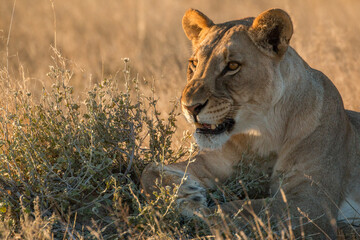 portrait of lioness in etosha national parc during sunset