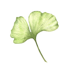Watercolor painted illustration of Ginkgo Biloba branch with seeds. Transparent leaves isolated.