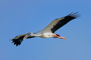 Asian openbill Stork