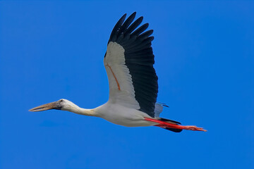 Obraz premium Asian openbill Stork