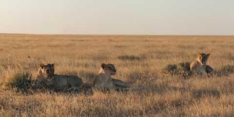 okondeka lion pride in savannah at sunset in etosha national parc