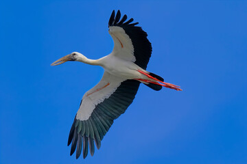 Asian openbill Stork