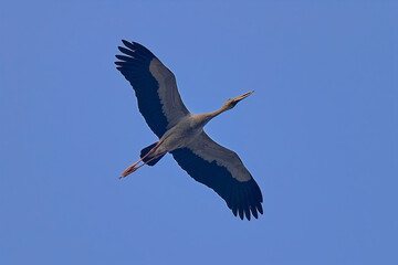Asian openbill Stork