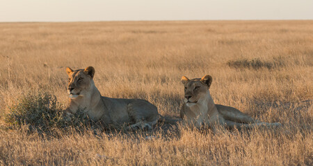 Fototapeta na wymiar okondeka lion pride in savannah at sunset in etosha national parc