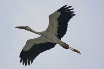Asian openbill Stork