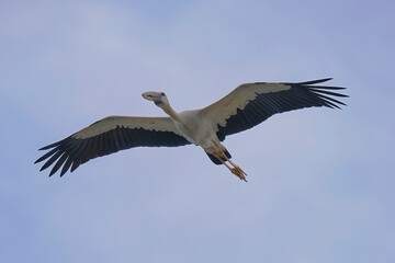 Fototapeta na wymiar Asian openbill Stork