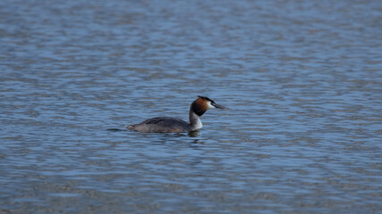 Woodland in spring with bluebell flowers on the ground.