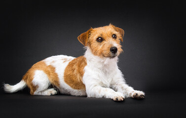 dog breed jack russell